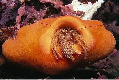 《鬼灭之刃：火之神血风谭》中文故事预告 10月14日发售